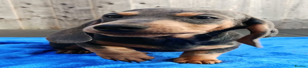 Miniature Dachshund Puppy 1