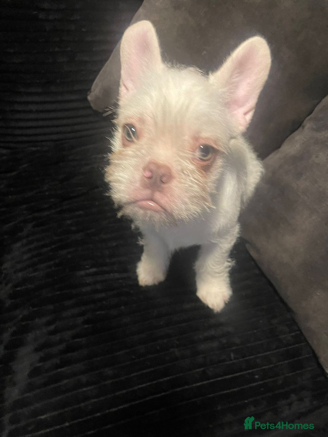 French Bulldog dogs for sale: Big Perm, fluffy and furnished frenchies  - Advert 2