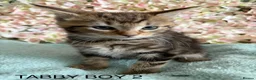 Maine Coon cats for sale: Maine Coon Cross Kittens  - Advert 10
