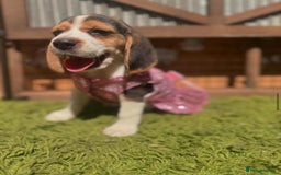 Beagle dogs for sale: Beagle puppies ready for their new home. - Image 3