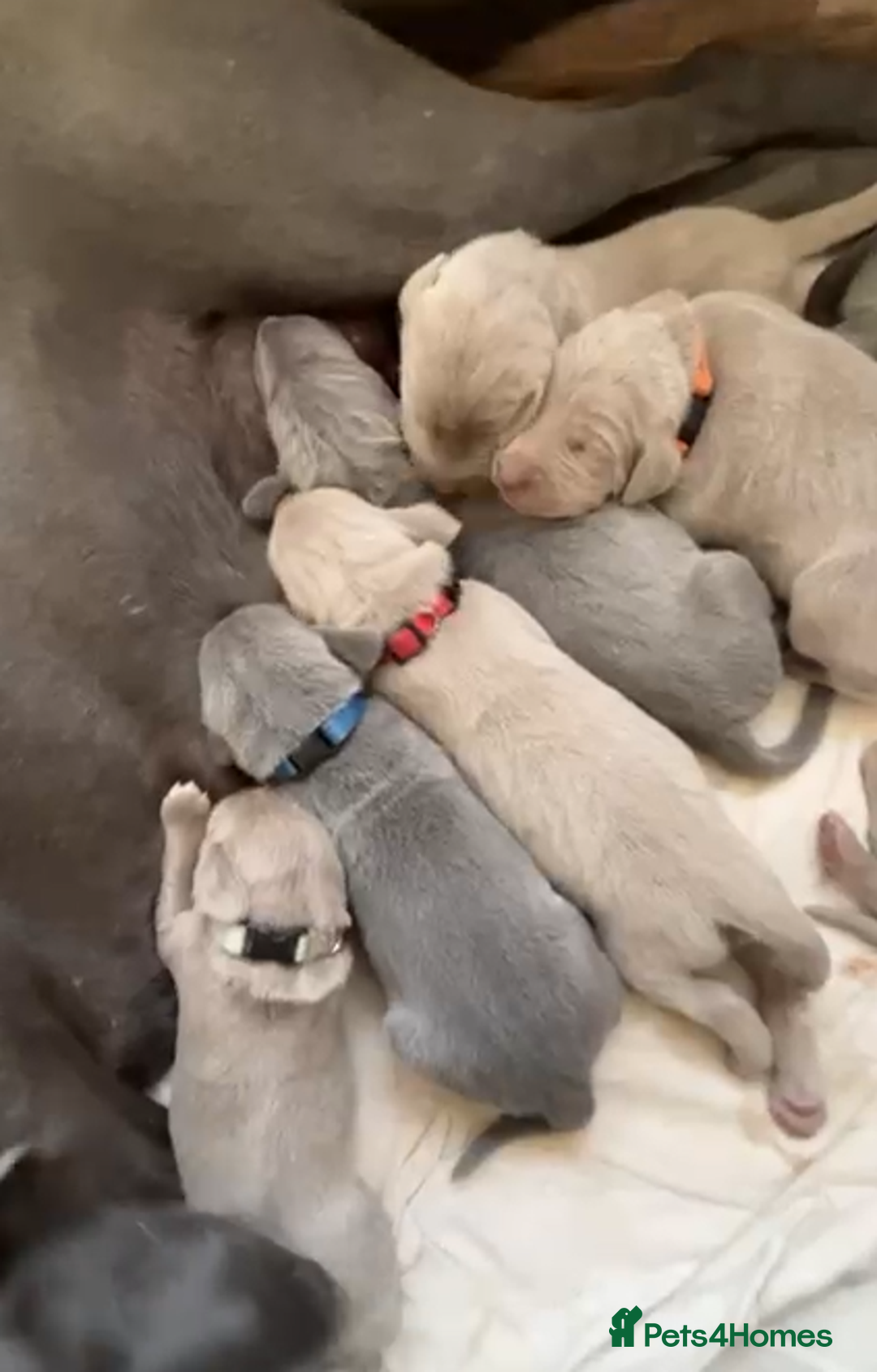 Weimaraner dogs for sale: M & F BLUE and SILVER KC proven bloodline.  - Image 5