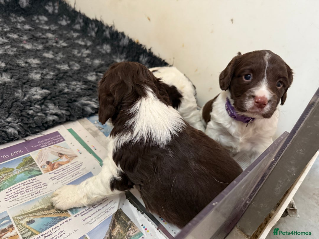 English Springer Spaniel dogs for sale: KC Reg English Springer Spaniel Puppies - Image 4