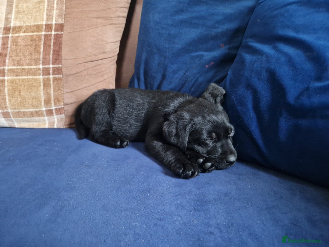 Labrador Retriever dogs for sale: Ready to go beautiful male labrador puppies - Image 7
