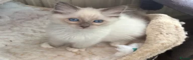 Blue mitted