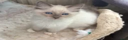 Ragdoll cats for sale: Gccf babies  - Advert 6