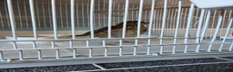 Softbills birds for sale: Hand reared tame song thrush in Waterlooville - Advert 1