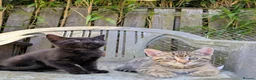 Bengal cats for sale: Brown Bengal boys and black melanistic girl  - Advert 9