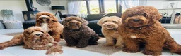 Australian Labradoodle dogs for sale: ***MR BRINKLEY'S PUPPIES*** - Advert 13