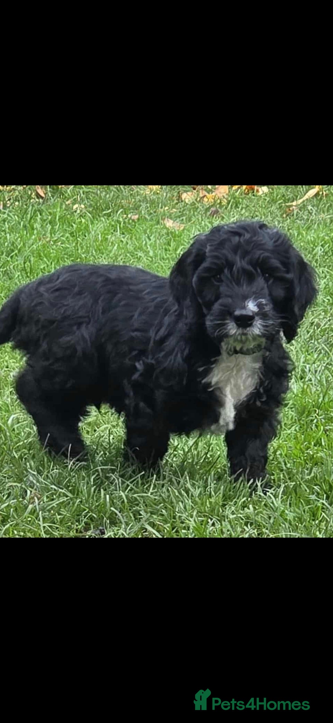 Cockapoo dogs for sale: cockapoo - Advert 5