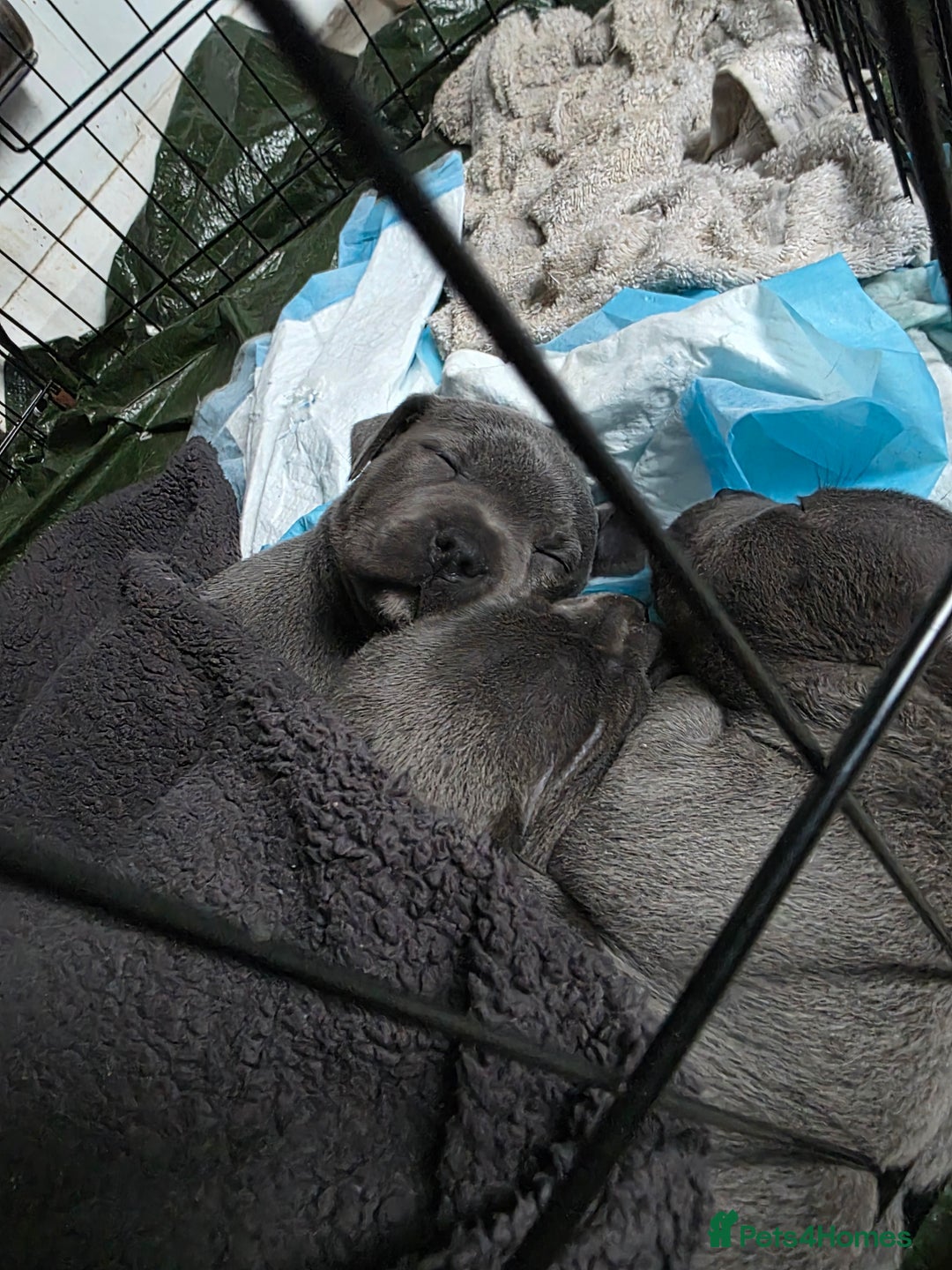 Staffordshire Bull Terrier dogs for sale: Beautiful Blue Staffs KC Registered - Image 19