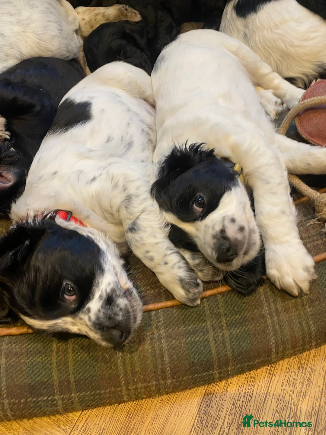 Cocker Spaniel dogs for sale: Working Cocker Puppies - Advert 8