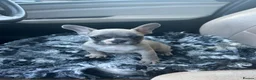 French Bulldog dogs for sale: 3 quality French bulldog girls ready to leave - Advert 2