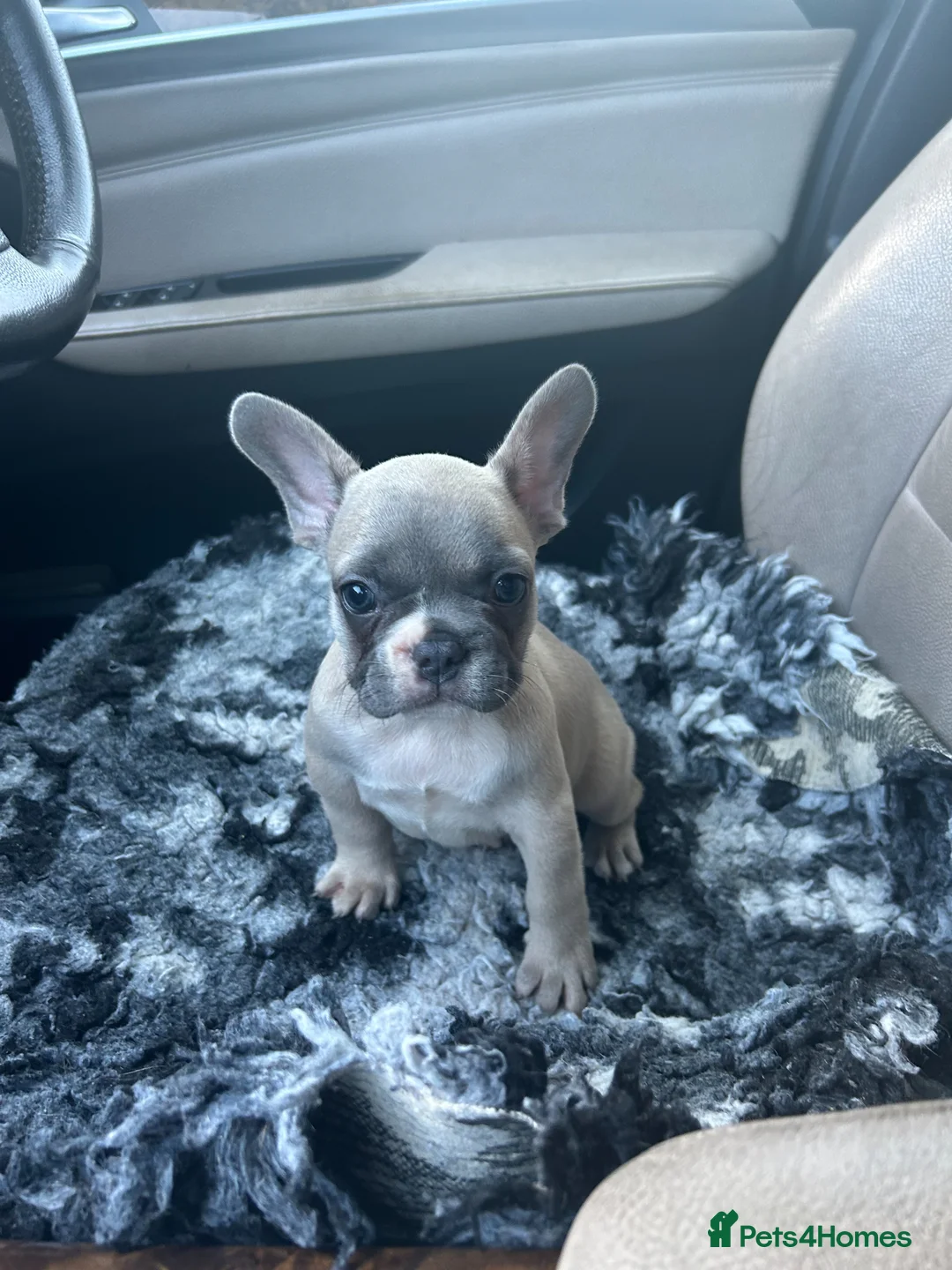 French Bulldog dogs for sale: 3 quality French bulldog girls ready to leave - Advert 2