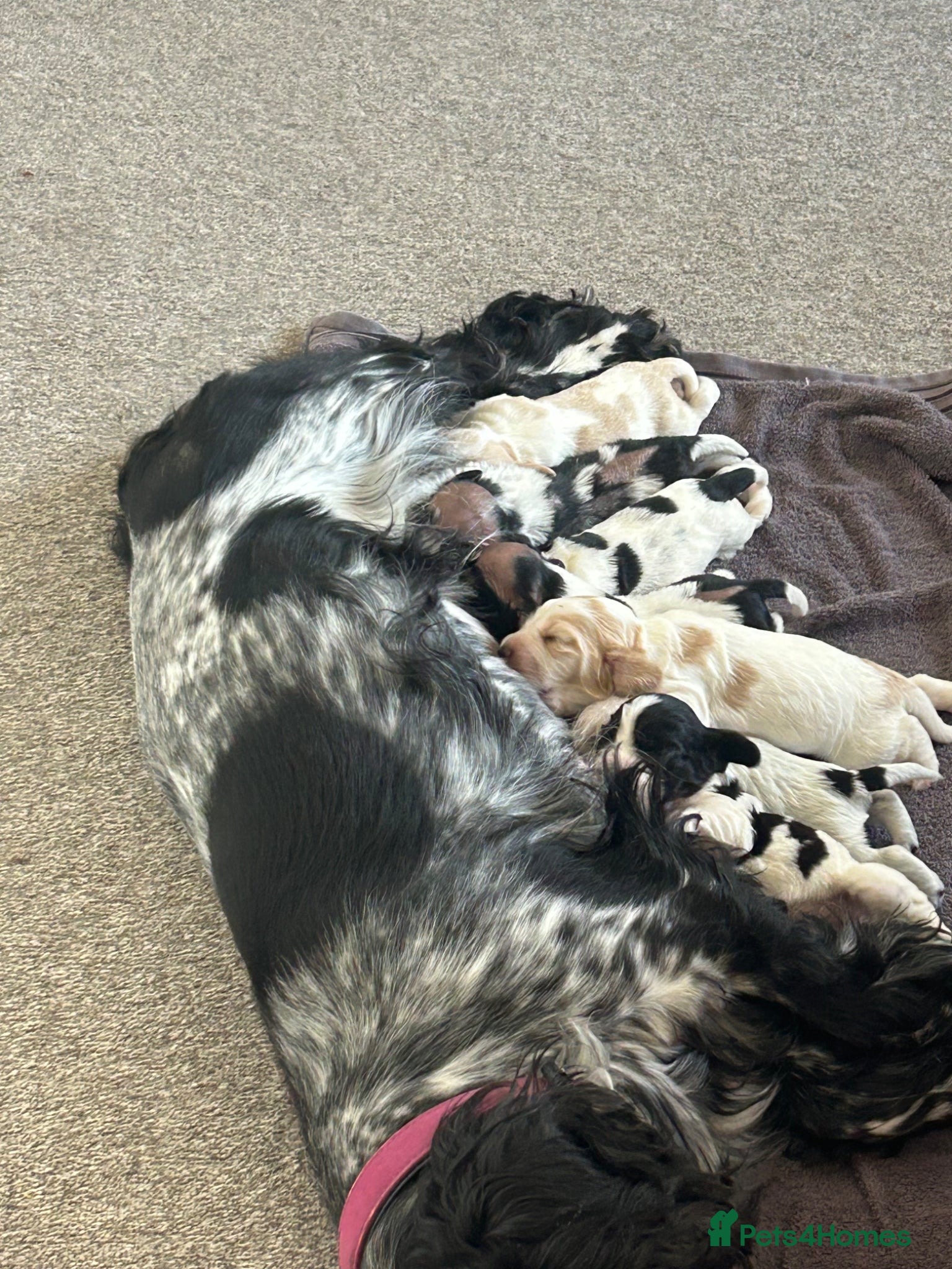 Cocker Spaniel dogs COCKER SPANIEL PUPPIES  - Advert 2