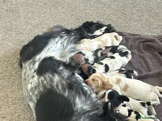 Cocker Spaniel dogs COCKER SPANIEL PUPPIES - Advert 1