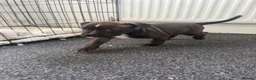 Staffordshire Bull Terrier dogs for sale: Staffordshire Bull Terrier Puppies - Advert 4