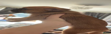 Mixed Breed 1