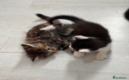 British Longhair cats for sale: 3 kittens looking for new home - Image 10