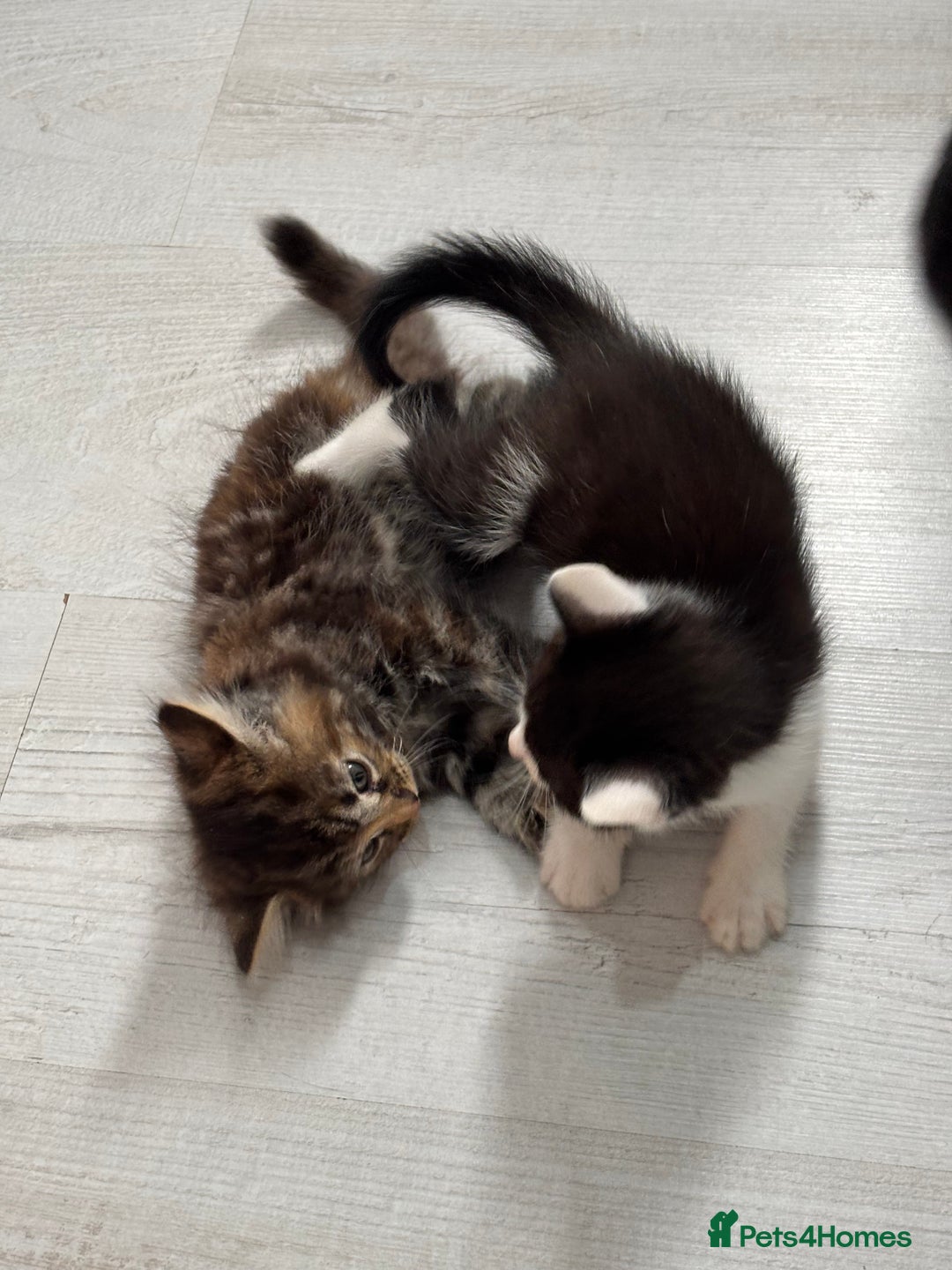 British Longhair cats for sale: 3 kittens looking for new home - Image 10