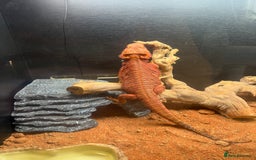 Bearded Dragon reptiles for sale: Red beaded dragon  - Image 4
