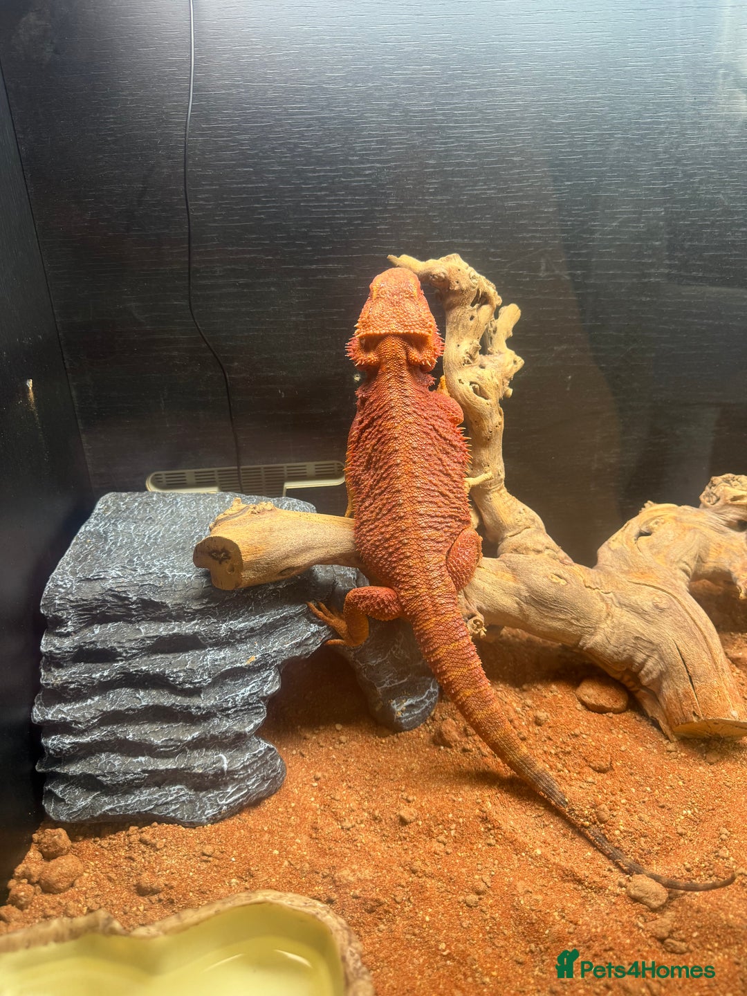 Bearded Dragon reptiles for sale: Red beaded dragon  - Image 4