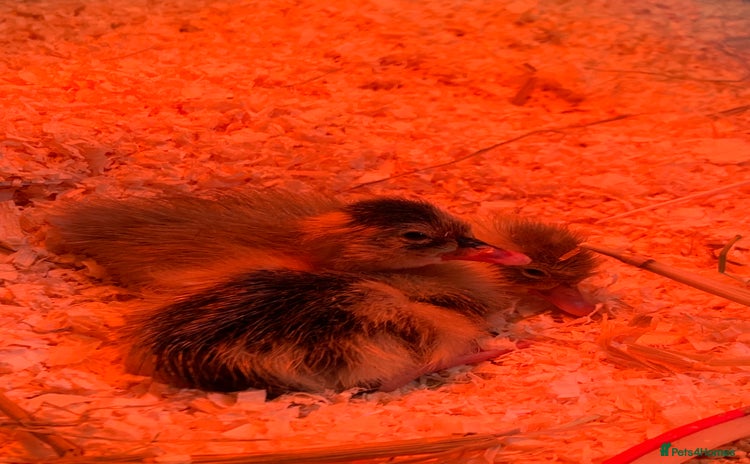 Ducks poultry - Advert 1