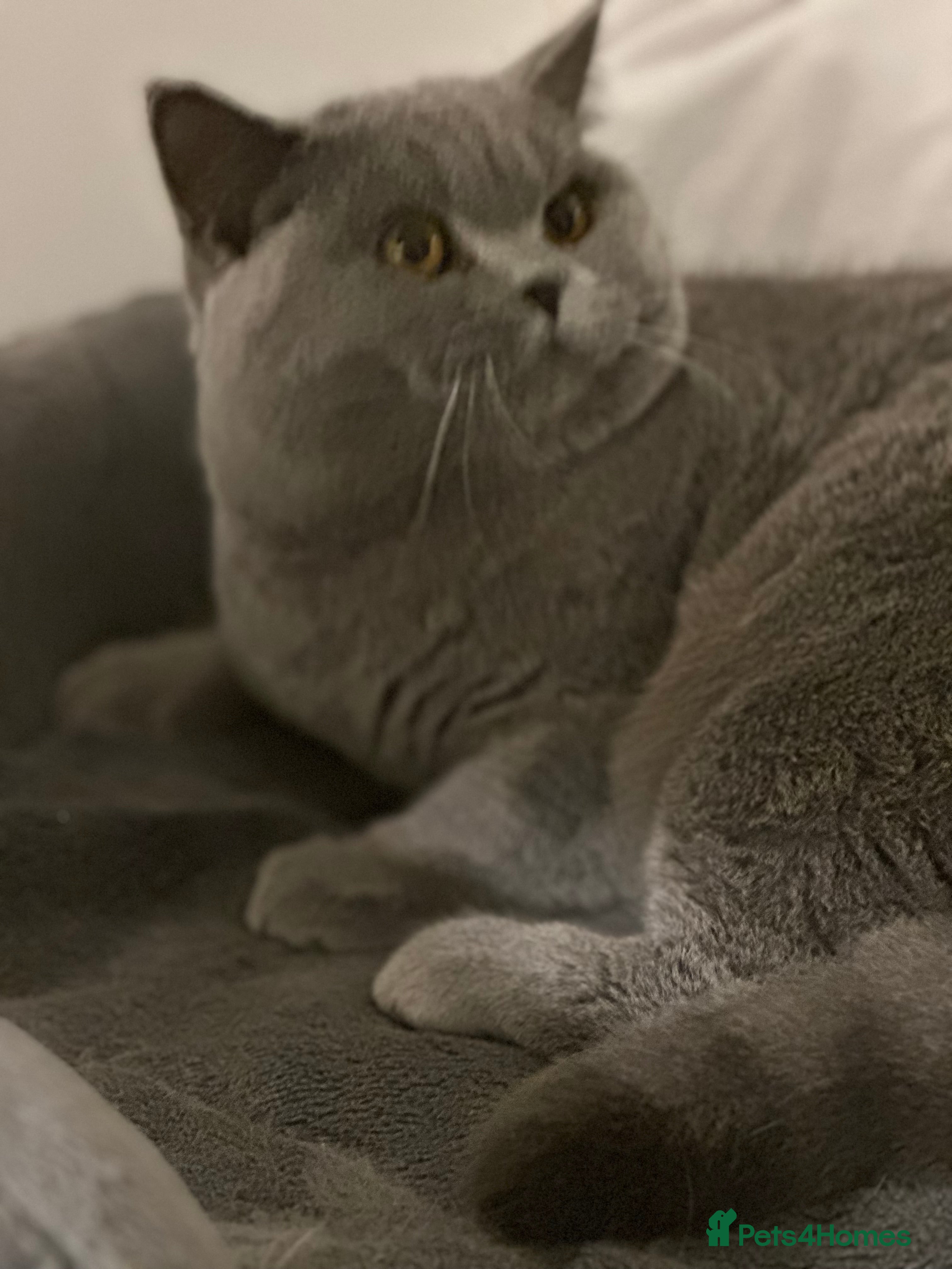 British Shorthair cats Excellent Champion line  - Advert 12