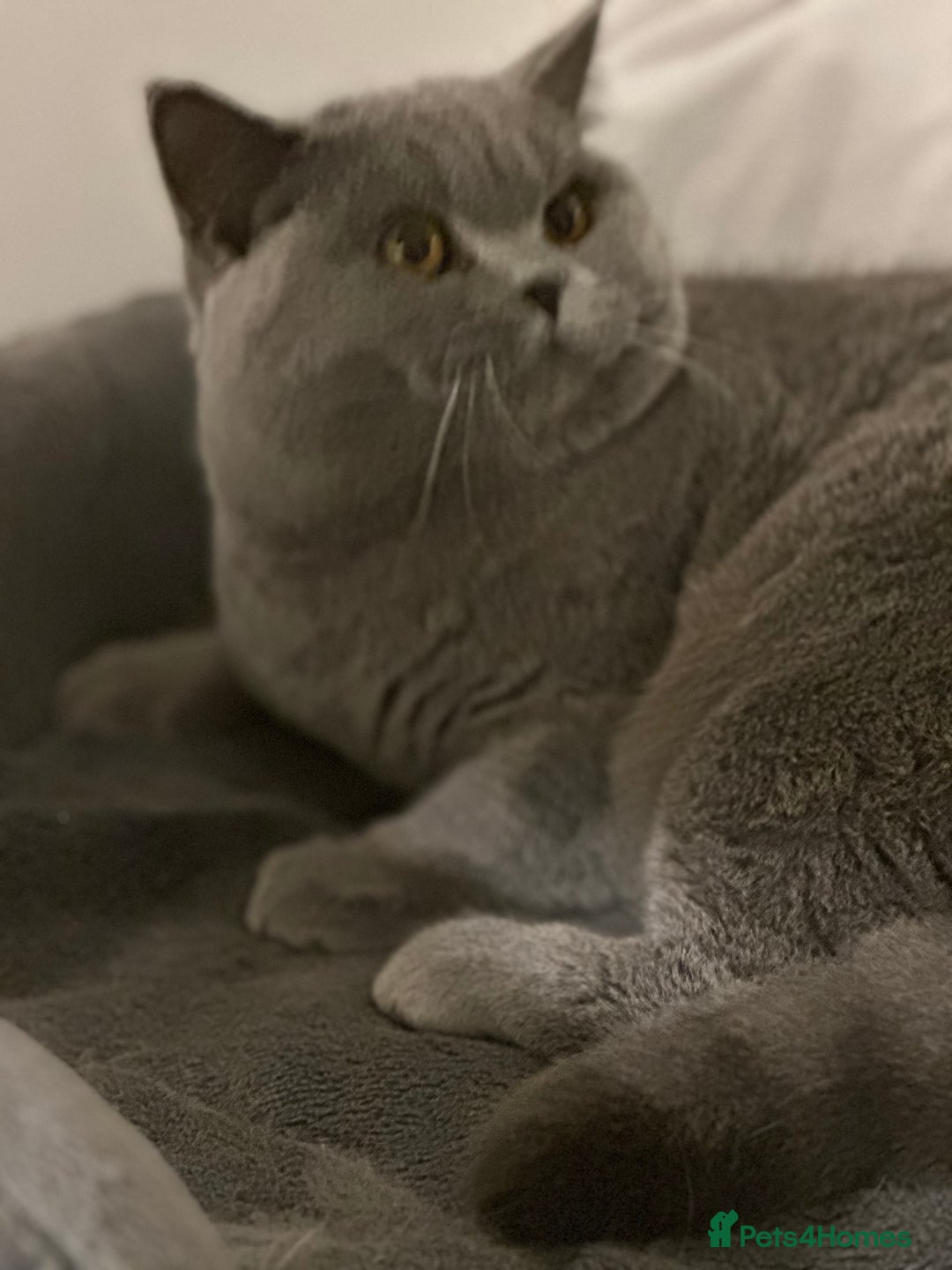 British Shorthair cats for sale: Excellent Champion line  - Advert 2
