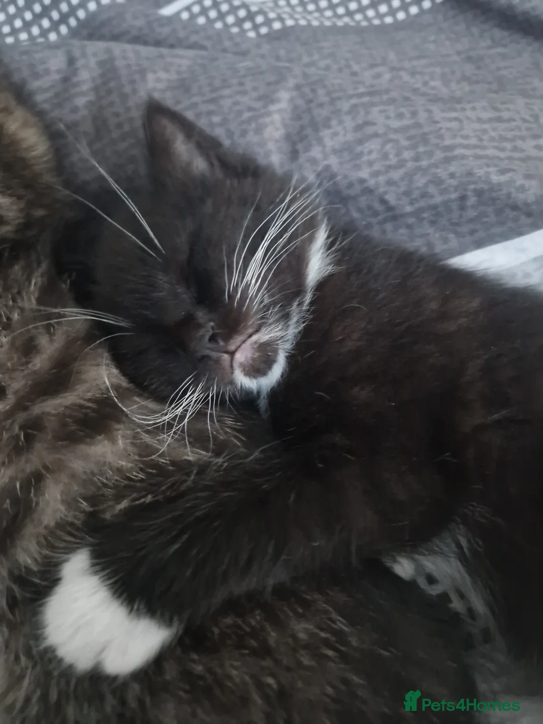 Mixed Breed cats for sale: Last kitten left Male..  - Advert 1