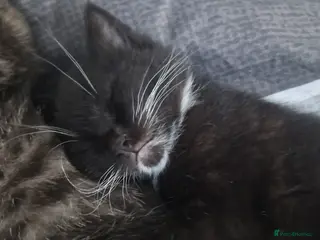 Mixed Breed cats Last kitten left Male.. - Advert 1