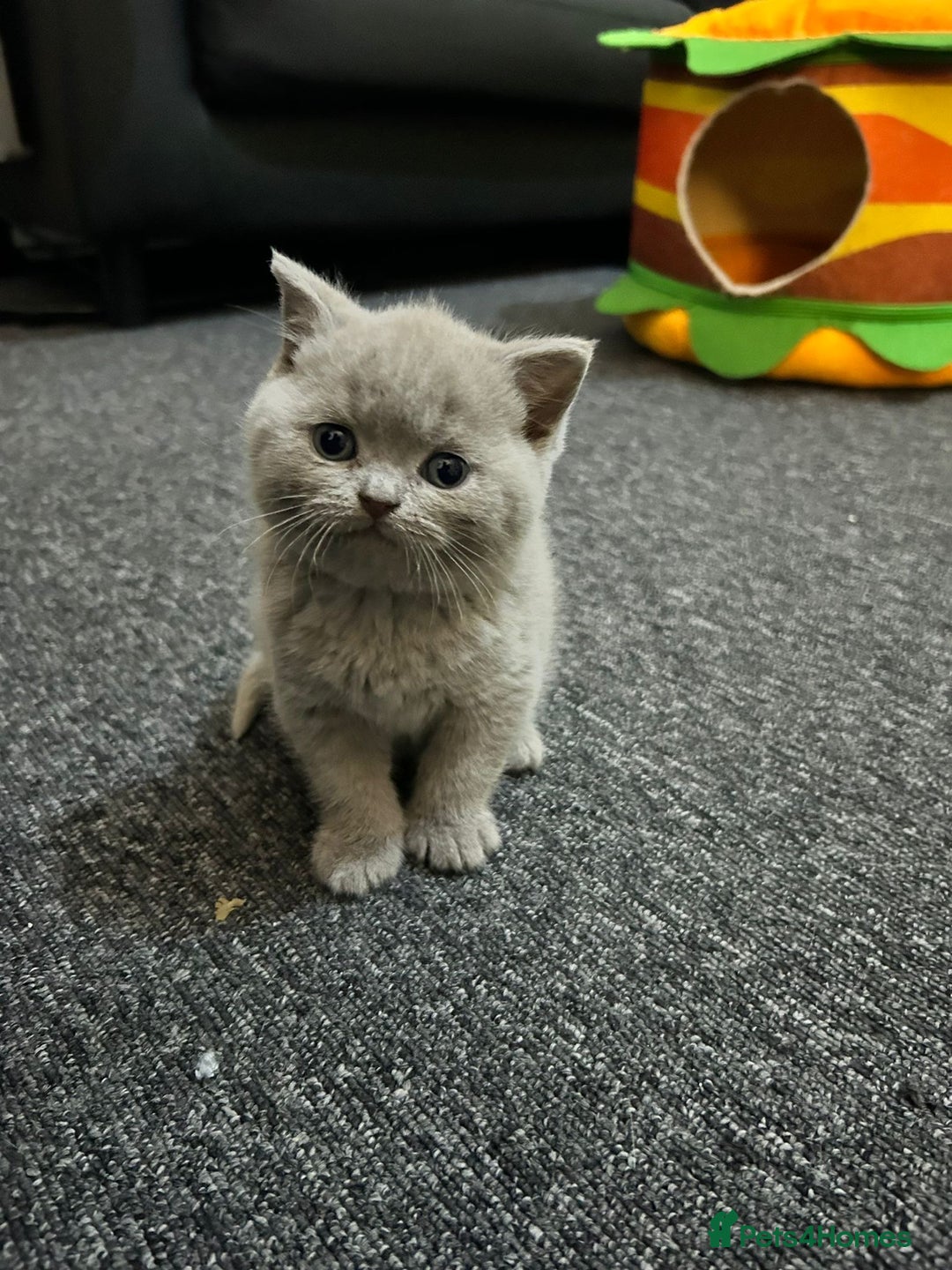 British Shorthair cats for sale: Stunning British Shorthair Lilac are available  - Advert 24
