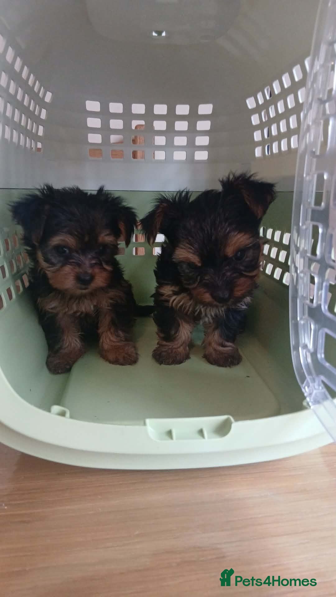 Yorkshire Terrier dogs Gorgeous Yorkshire terrier puppys  - Advert 1