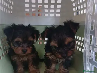 Yorkshire Terrier dogs Gorgeous Yorkshire terrier puppys - Advert 1