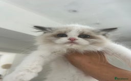 Ragdoll cats for sale: Chunky Kittens Available  - Image 6