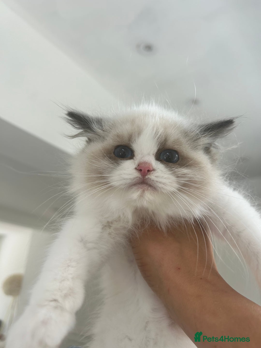 Ragdoll cats for sale: Chunky Kittens Available  - Image 6
