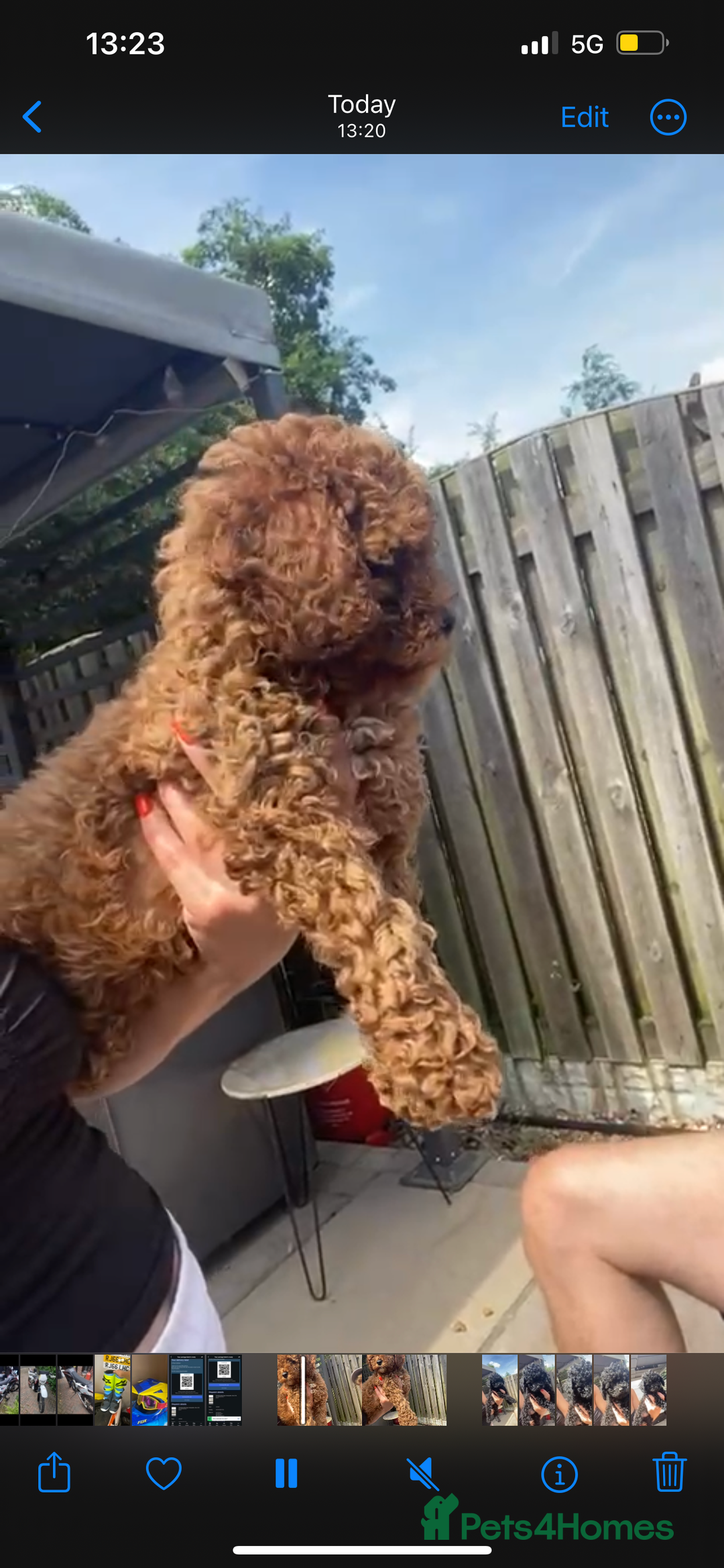 Cavapoo dogs for sale:  1 Beautiful boy Cavapoo puppy left! 💖💙💖💙💖 in Doncaster - Image 27