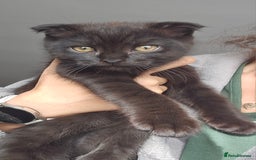 Mixed Breed cats for sale: Scottish Fold Kittens!Rare 🍫chocolate colour🐱 - Image 11