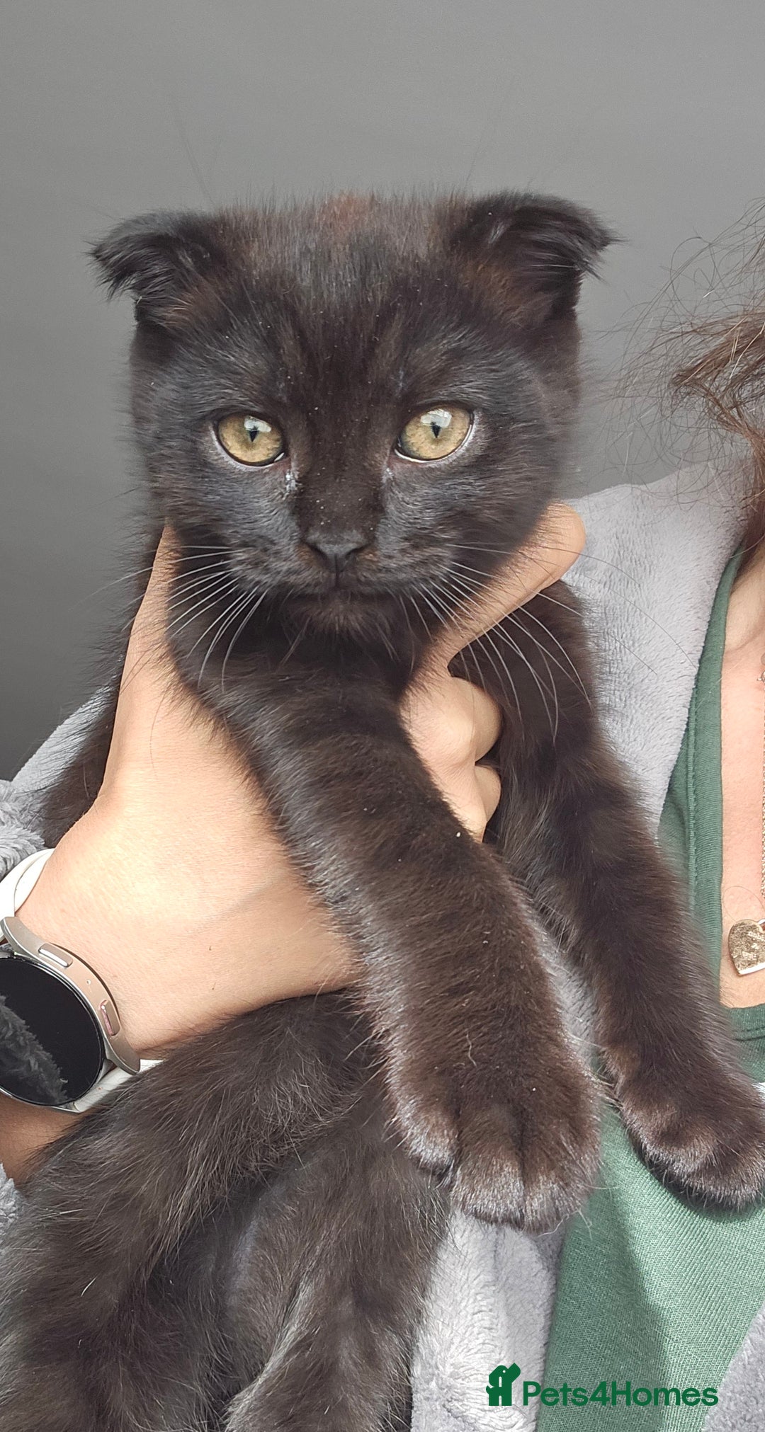 Mixed Breed cats for sale: Scottish Fold Kittens!Rare 🍫chocolate colour🐱 - Image 11