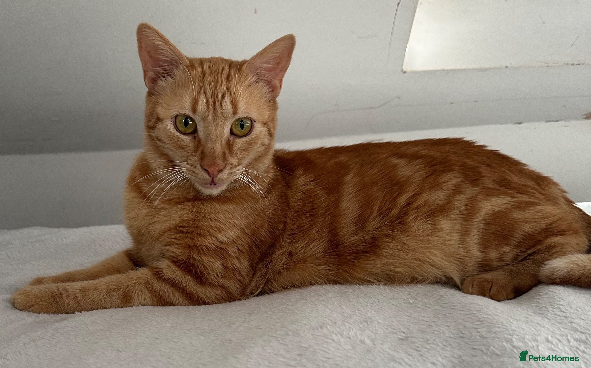 Arabian Mau cats 🐾 Boston – Beautiful 1-Year-Old Arabian Mau  - Advert 1