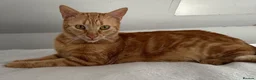 Arabian Mau cats for sale: 🐾 Boston – Beautiful 1-Year-Old Arabian Mau  - Advert 1