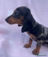 Miniature Dachshund dogs - Advert 3