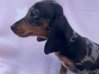 Miniature Dachshund dogs - Advert 5