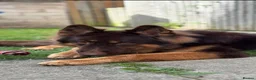 German Shepherd dogs for stud: KC registered Liver & tan stud - Advert 5