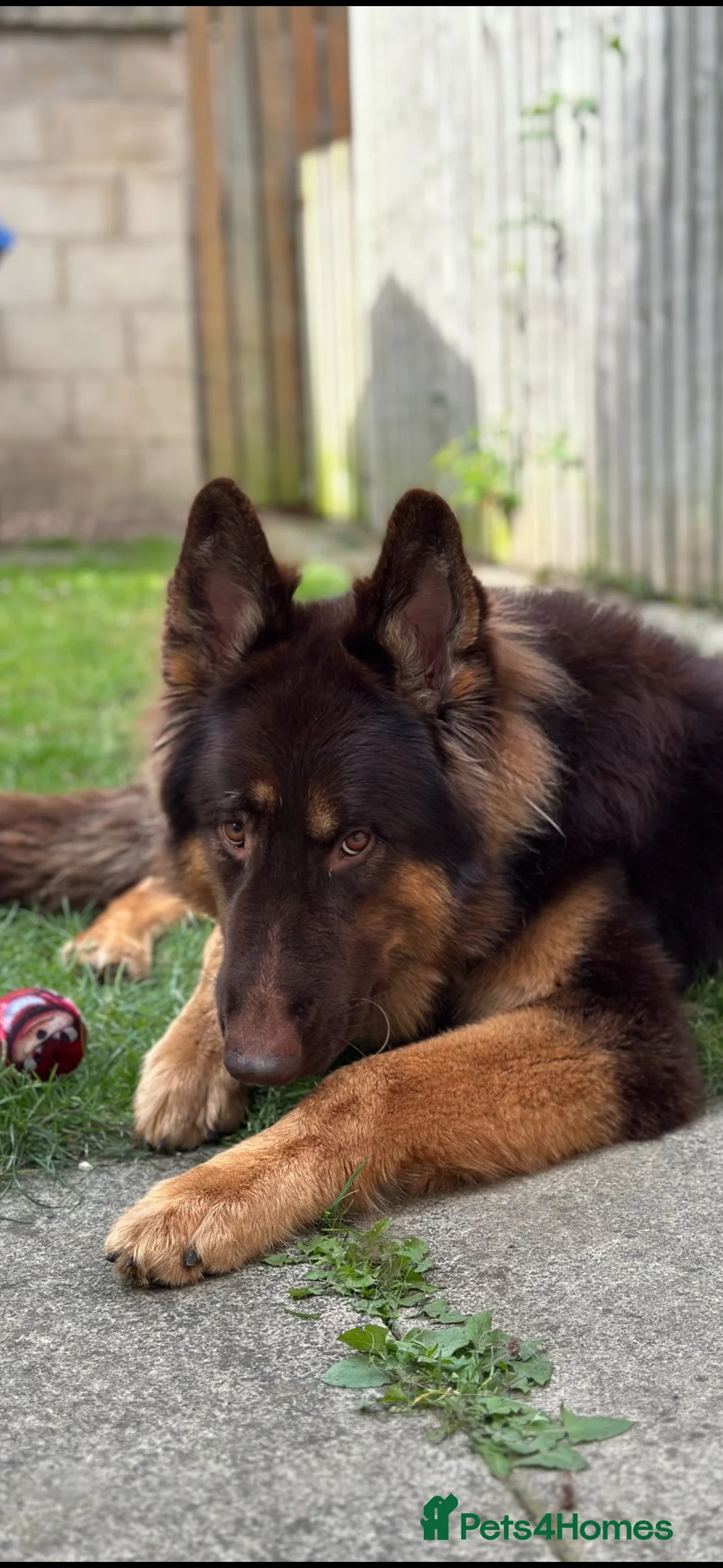 German Shepherd dogs for stud: KC registered Liver & tan stud - Advert 5