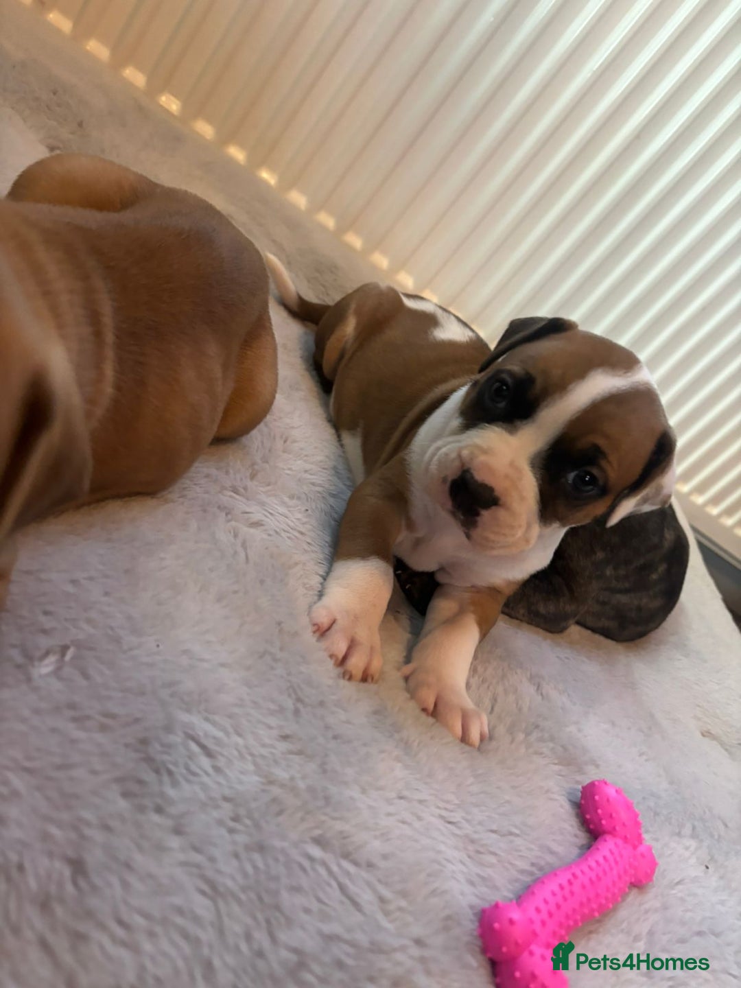 American Bulldog dogs for sale: American bulldog pups for sale - Advert 25