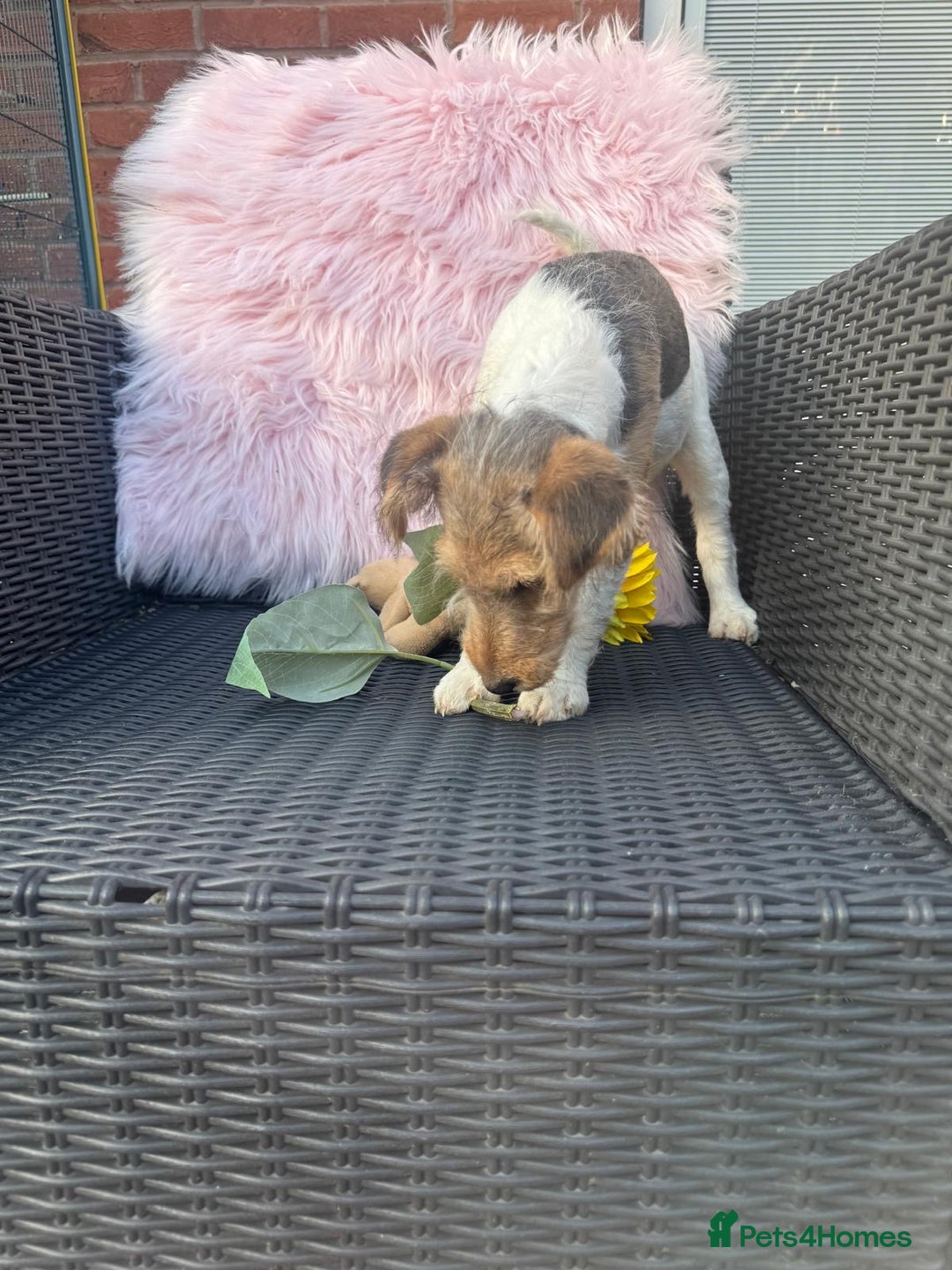 Fox Terrier dogs for sale: Kc rough haired fox terrier girl  - Image 3
