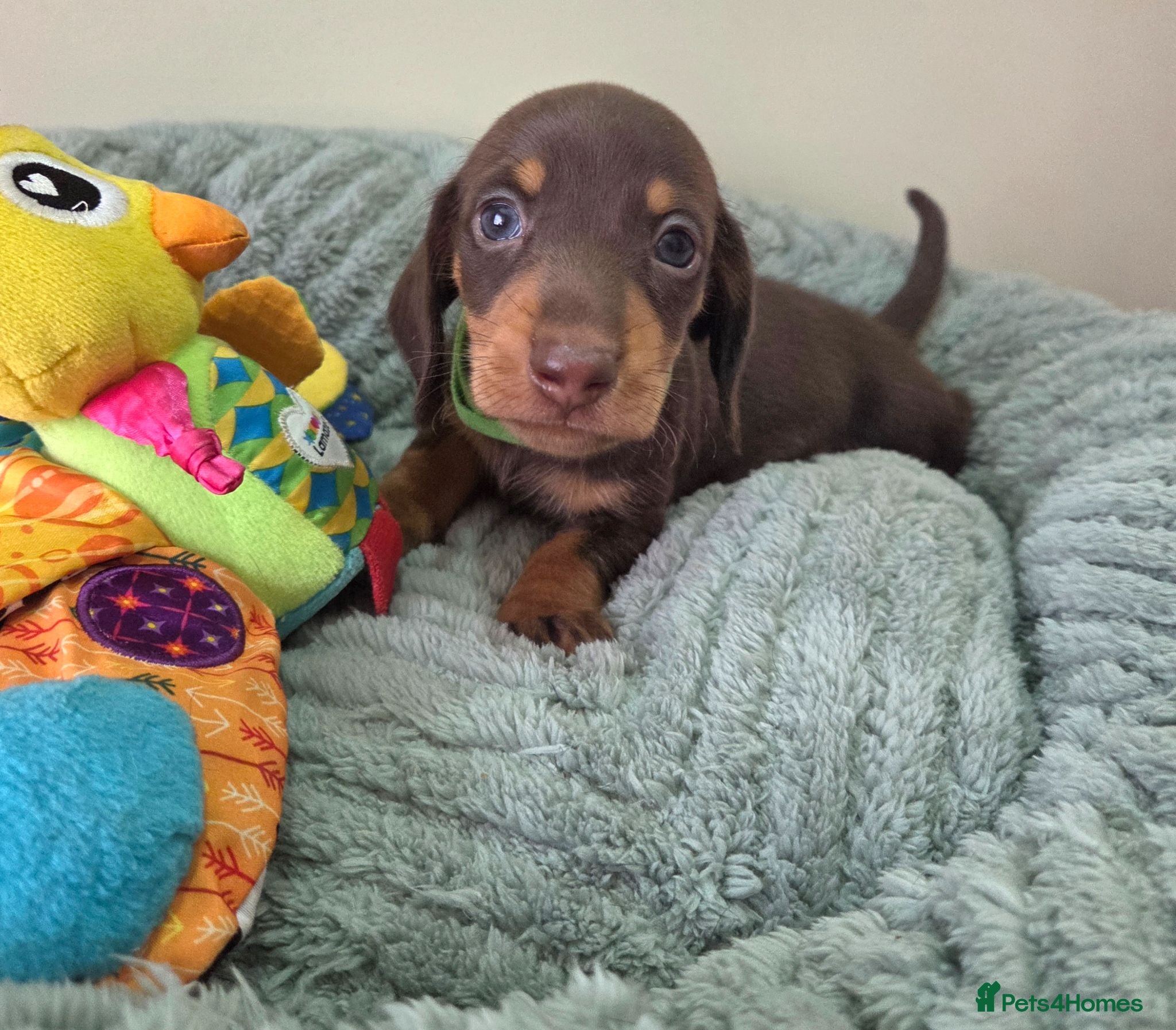 Miniature Dachshund dogs Kc registered Miniature Dachshund  - Advert 1