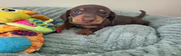 Miniature Dachshund dogs for sale: Kc registered Miniature Dachshund  - Advert 6