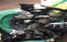 Mixed Breed cats for sale: Beautiful mixed breed kittens ready to leave 🐱❤️ - Image 5