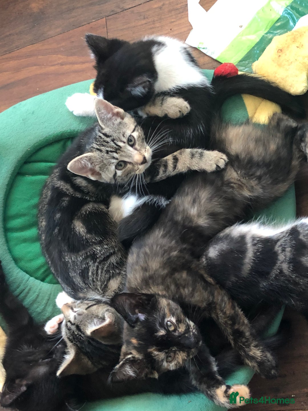 Mixed Breed cats for sale: Beautiful mixed breed kittens ready to leave 🐱❤️ - Image 5